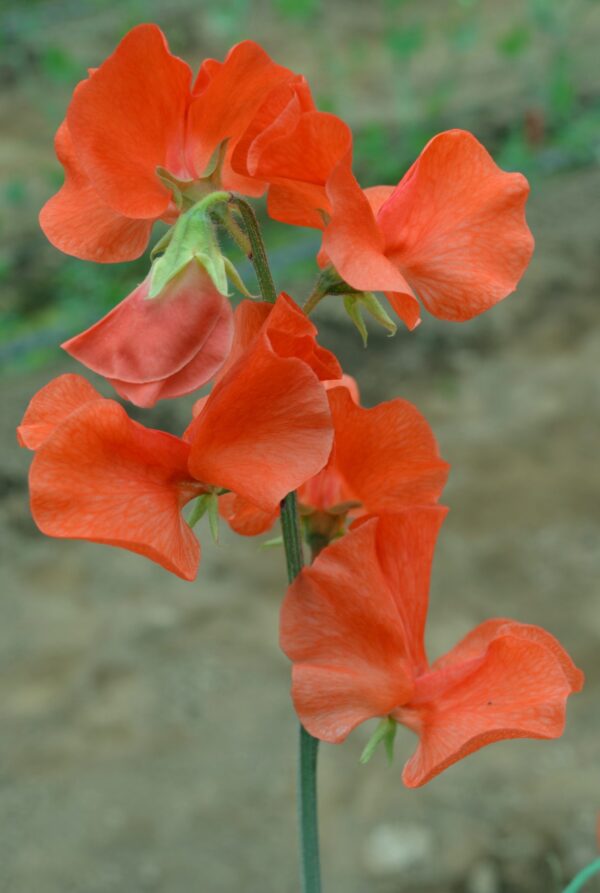 Lathyrus odoratus Spring Sunshine Orange