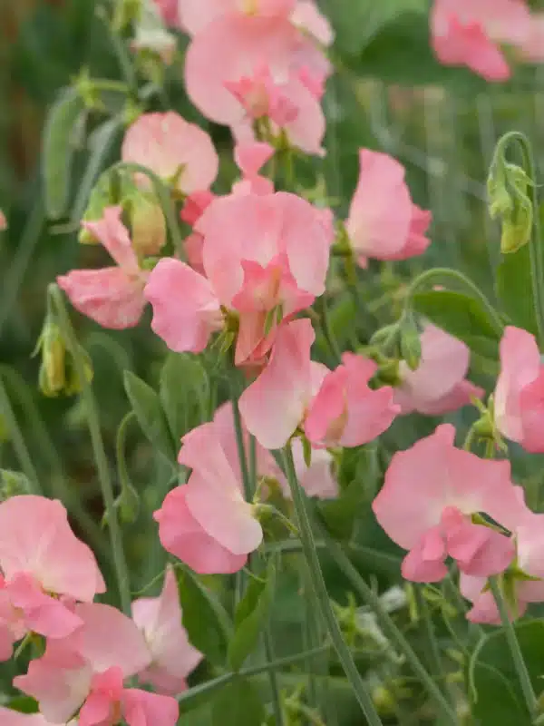 Lathyrus odoratus Spring Sunshine Peach