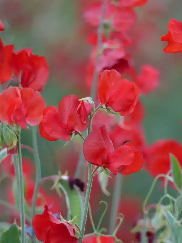 Lathyrus odoratus Spring Sunshine Scarlet