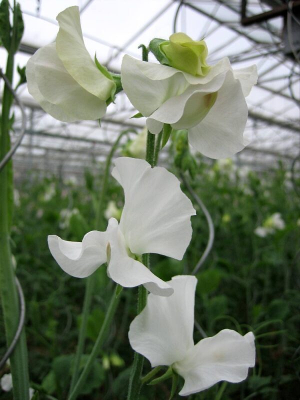 Lathyrus odoratus Spring Sunshine White