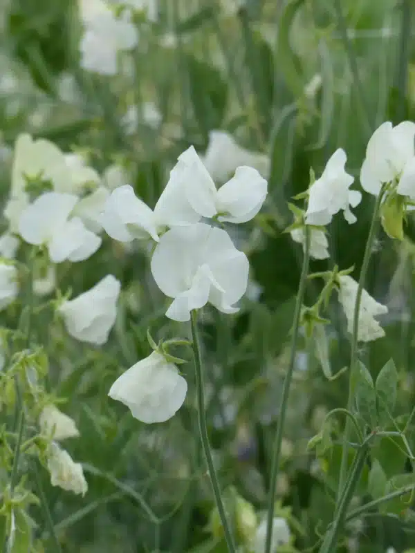 Lathyrus odoratus Spring Sunshine White - Image 2