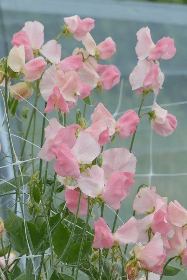 Lathyrus odoratus Spring Sunshine Champagne - Image 2