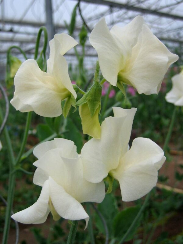 Lathyrus odoratus Winter Sunshine Cream