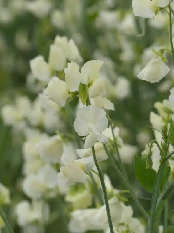 Lathyrus odoratus Winter Sunshine Cream - Image 2