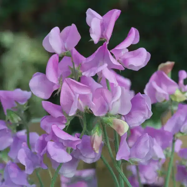 Lathyrus odoratus Winter Sunshine Lavender - Image 2