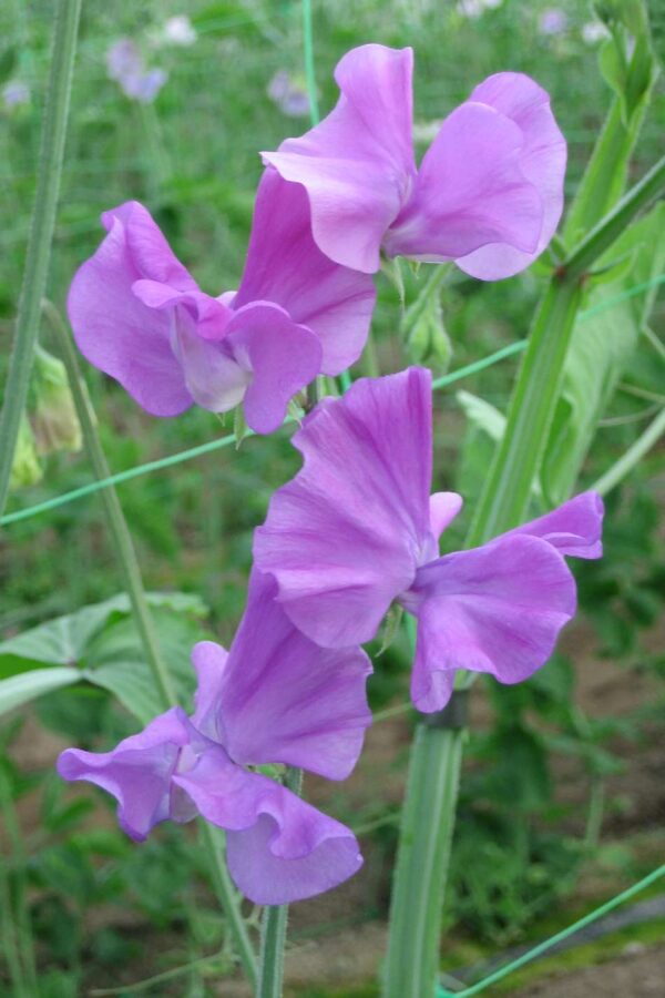 Lathyrus odoratus Winter Sunshine Mauve