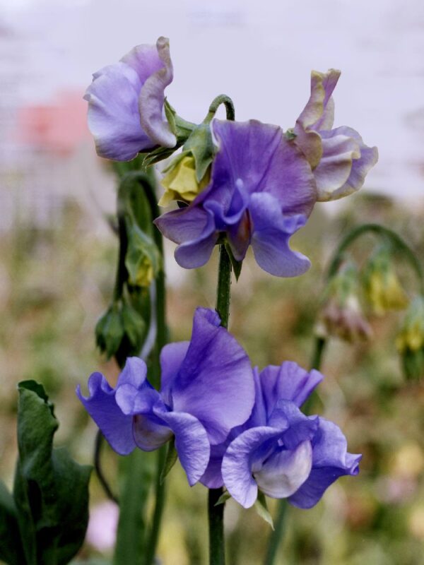 Lathyrus odoratus Winter Sunshine Mid Blue - Image 3