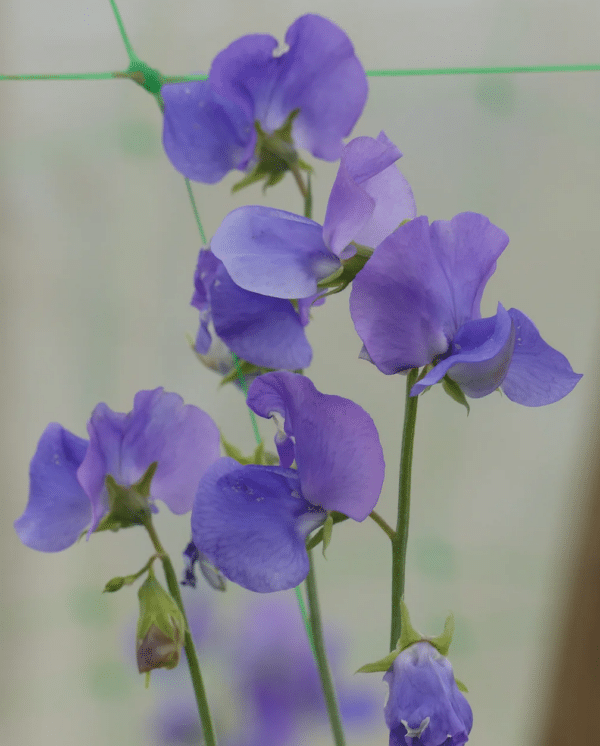 Lathyrus odoratus Winter Sunshine Mid Blue