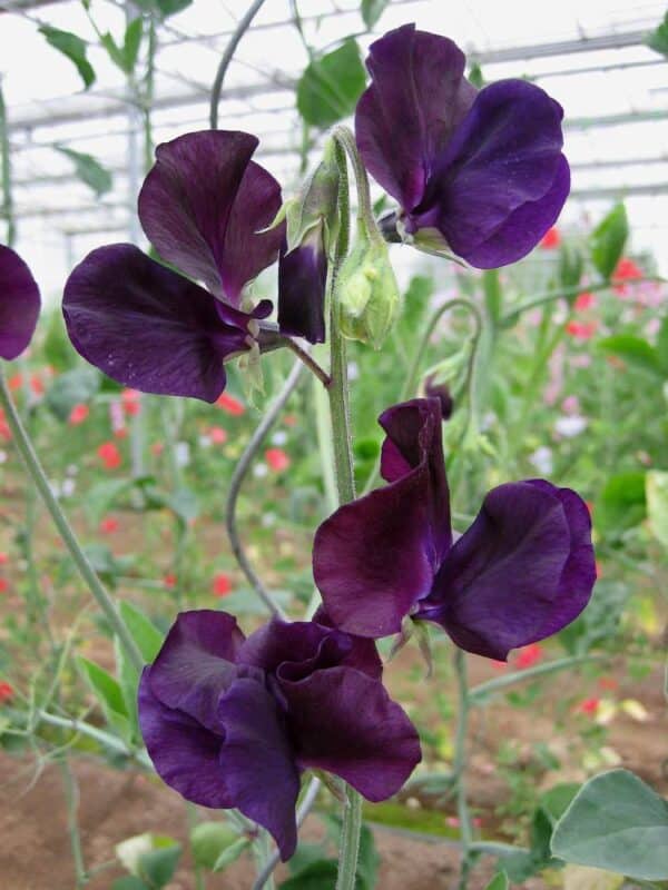 Lathyrus odoratus Winter Sunshine Navy