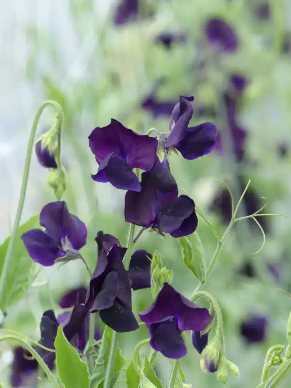 Lathyrus odoratus Winter Sunshine Navy - Image 2