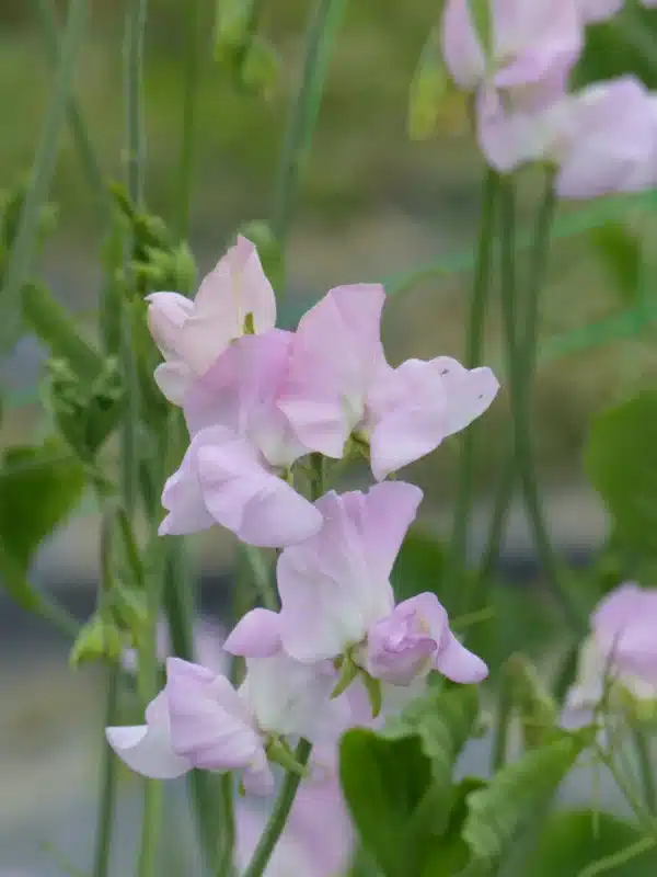 Lathyrus odoratus Winter Sunshine Opal - Image 2