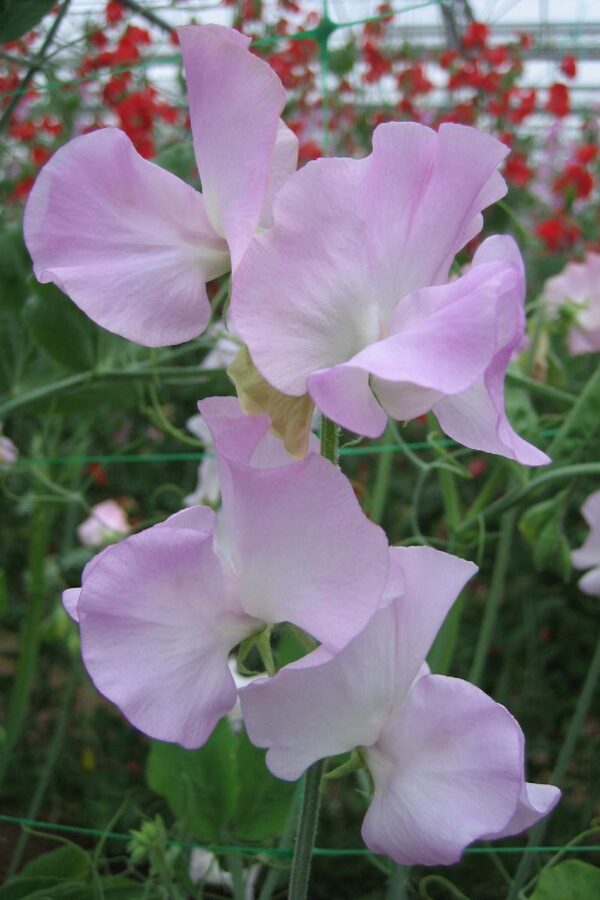 Lathyrus odoratus Winter Sunshine Opal