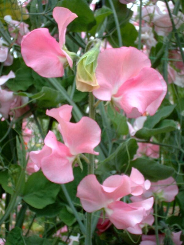 Lathyrus odoratus Winter Sunshine Pink