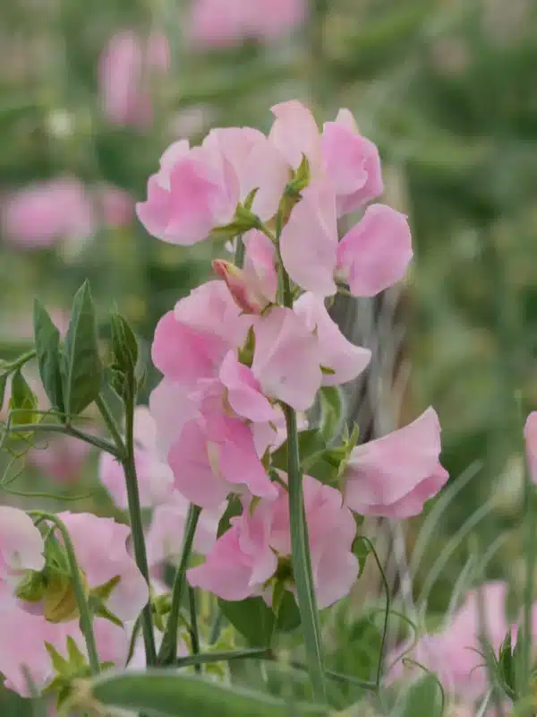 Lathyrus odoratus Winter Sunshine Pink - Image 2