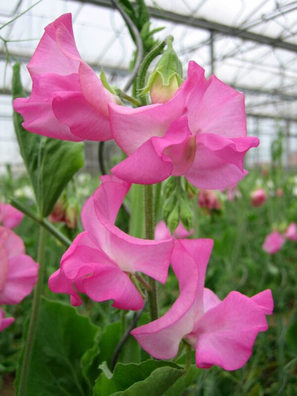 Lathyrus odoratus Winter Sunshine Rose