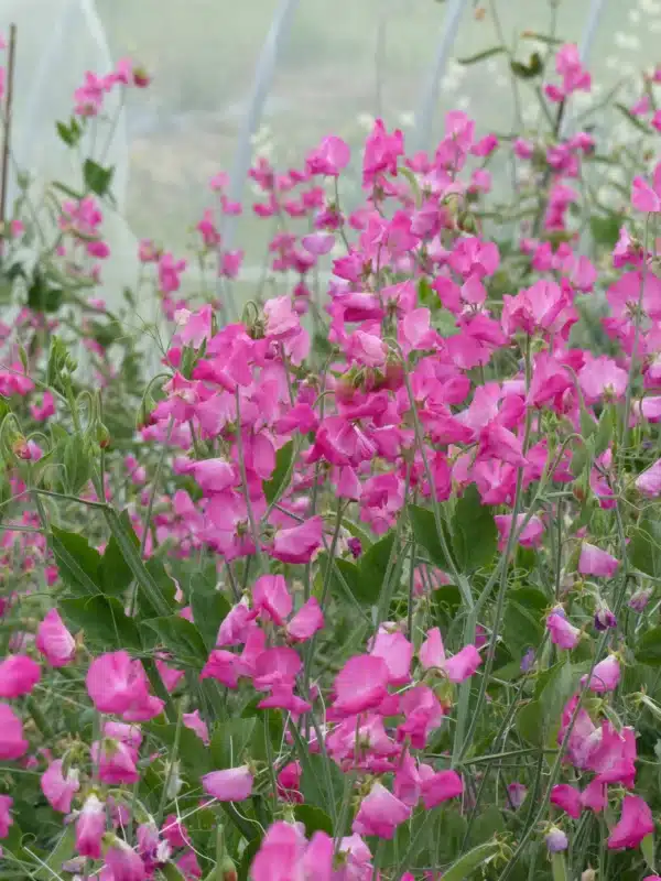 Lathyrus odoratus Winter Sunshine Rose - Image 3