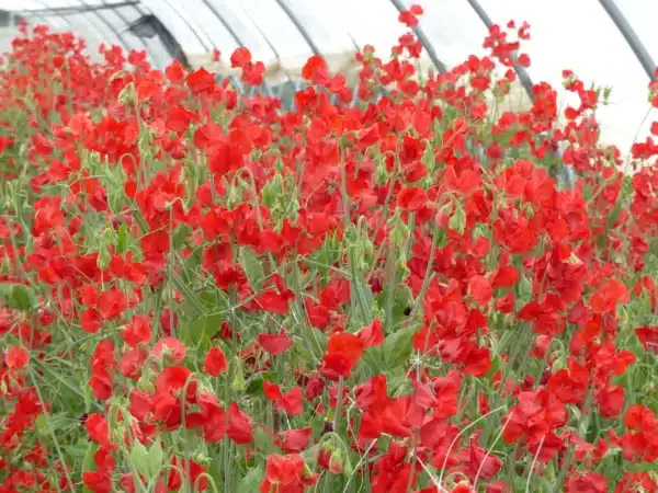 Lathyrus odoratus Winter Sunshine Scarlet - Image 2