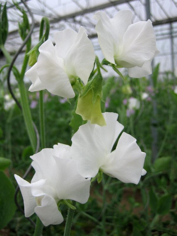 Lathyrus odoratus Winter Sunshine White