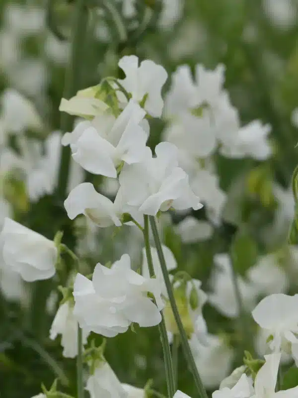 Lathyrus odoratus Winter Sunshine White - Image 2