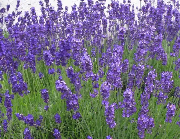 Lavandula angustifolia 1