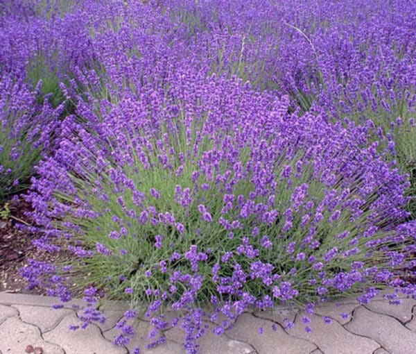 Lavandula angustifolia