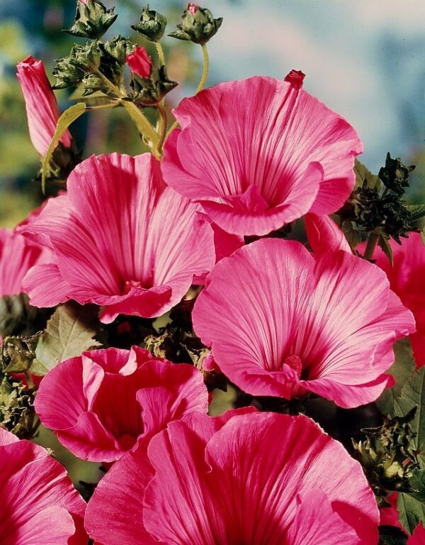 Lavatera trimestris Silver Cup