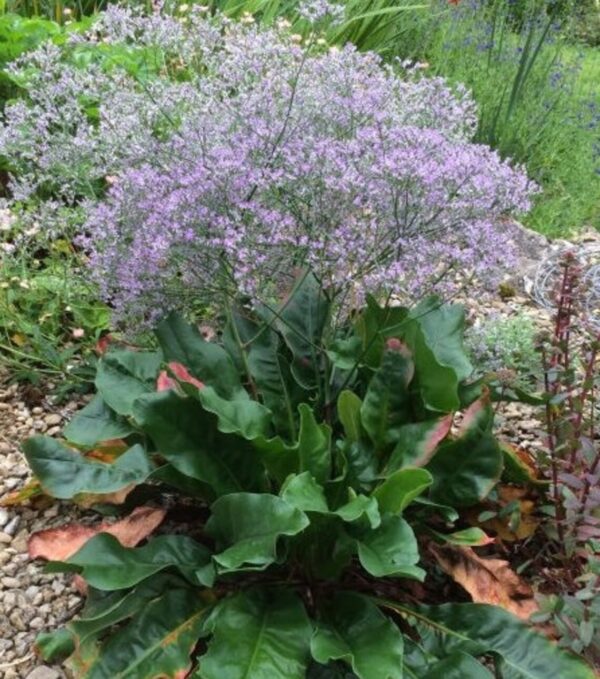 Limonium latifolium - Image 2