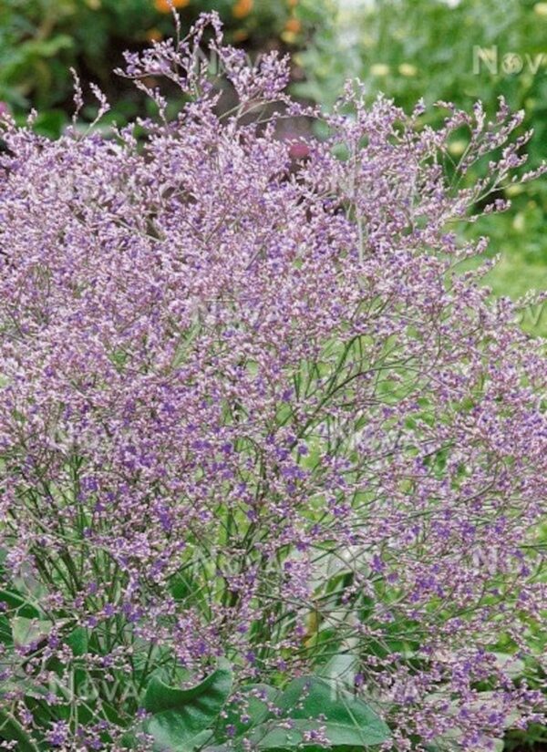 Limonium latifolium