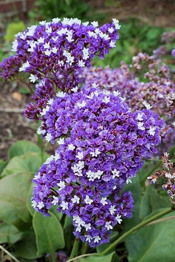 Limonium perezii Atlantis