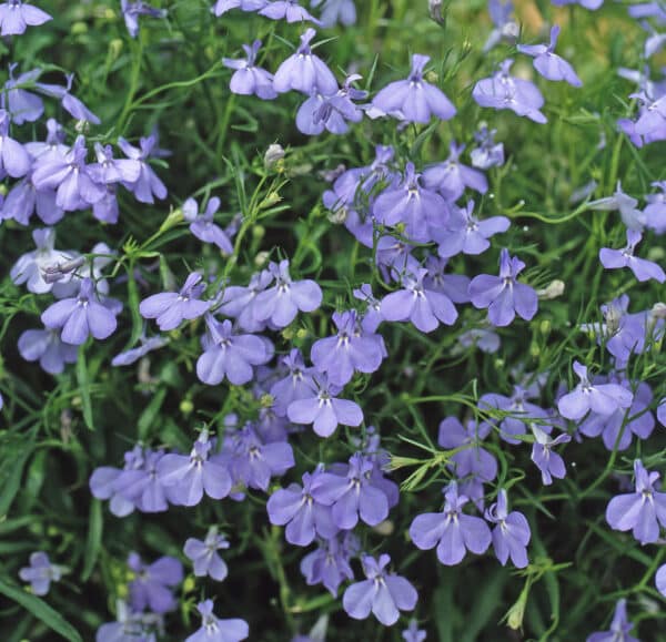 Lobelia erinus pendula Blue Cascade