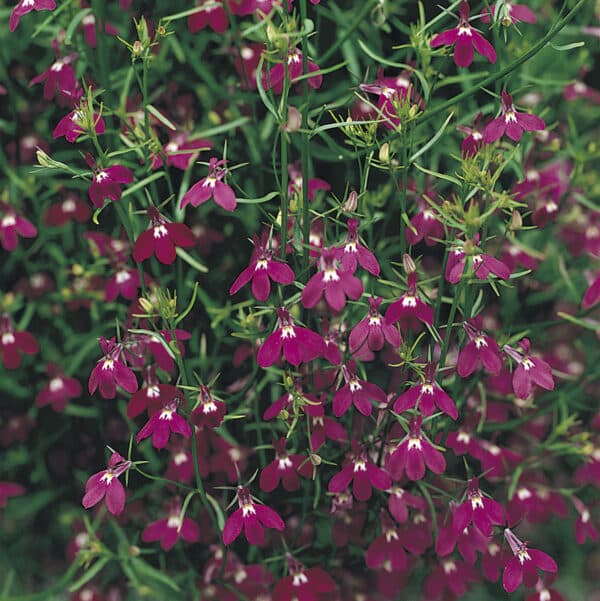 Lobelia erinus pendula Ruby Cascade