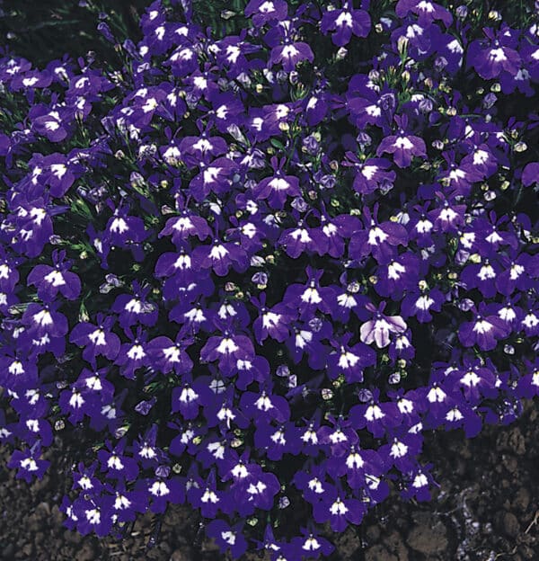 Lobelia erinus compacta Mrs. Clibran