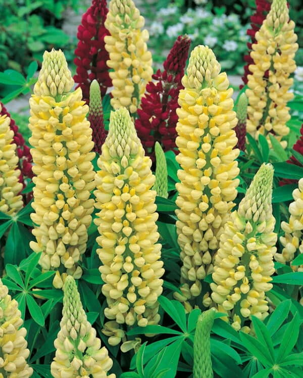 Lupinus Russel Hybrid Chandelier 1