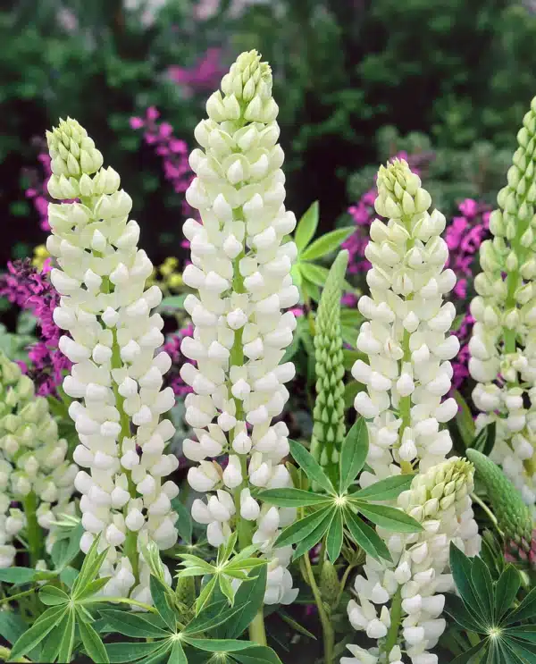 Lupinus Russel Hybrid Noble Maiden