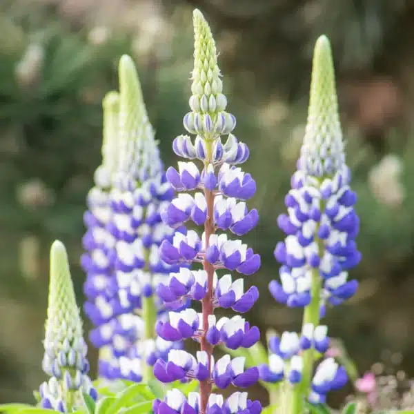 Lupinus Russel Hybrid The Governor 1