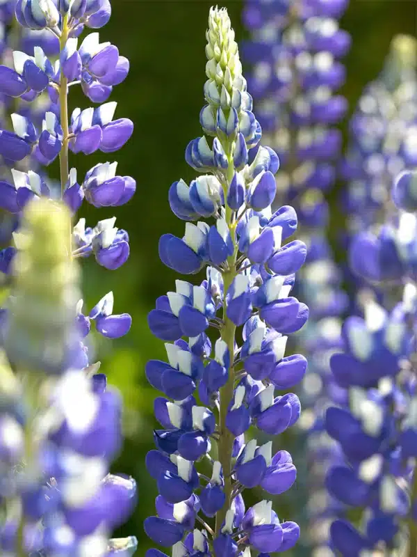 Lupinus Russel Hybrid The Governor