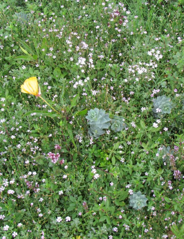 MP08604 Couvre sol en Fleurs 1 scaled