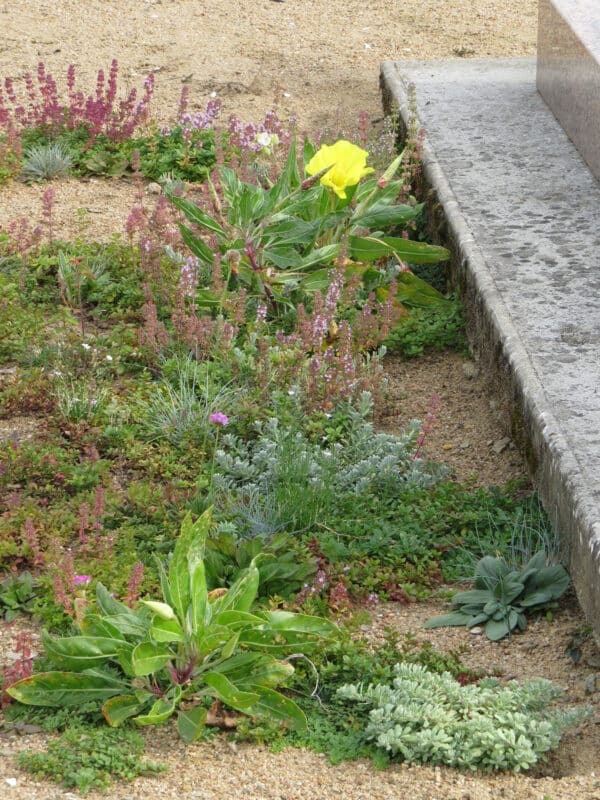 MP08604 Couvre sol en Fleurs Chemille a 2.5 gr m2 semis Mai14 au 15sept14 5 scaled