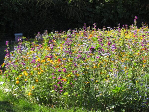 MP08636 Flowers for Bees Co annual mixture scaled