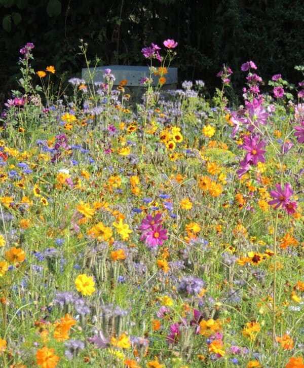 MP08636 Flowers for Bees Co annual mixture A scaled