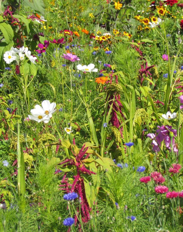 MP08667 Flowers for Birds annual mixture A scaled