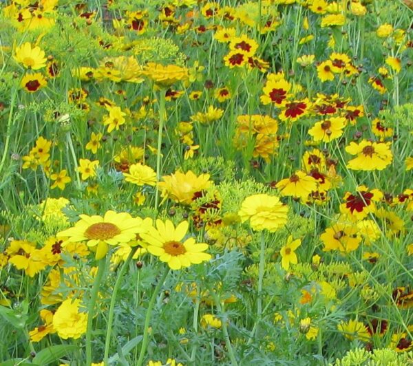 MP08719 Yellow Shades annual mixture A