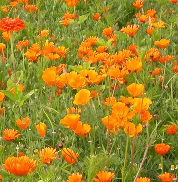 MP08720 Orange Shades annual mixture A