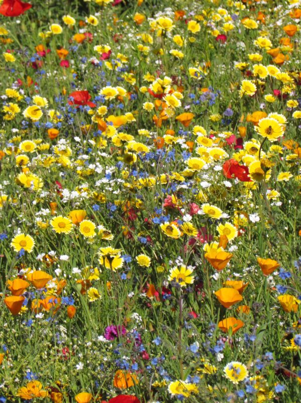 MP08801 Prairies Californiennes 2 scaled