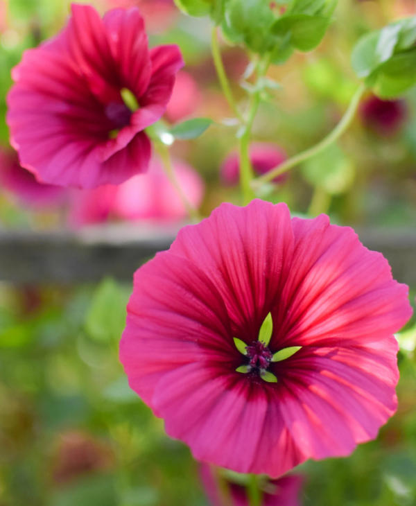 Malope trifida Purple