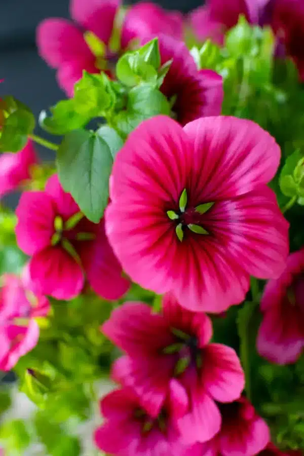 Malope trifida Purple - Image 2