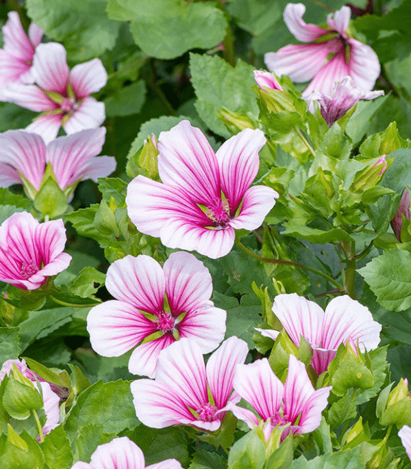 Malope trifida Rose