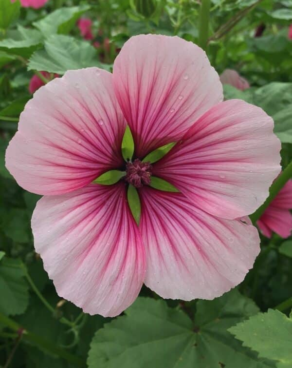 Malope trifida Rose - Image 2