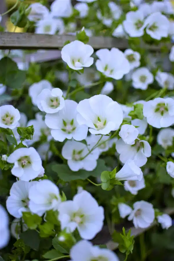 Malope trifida White - Image 2