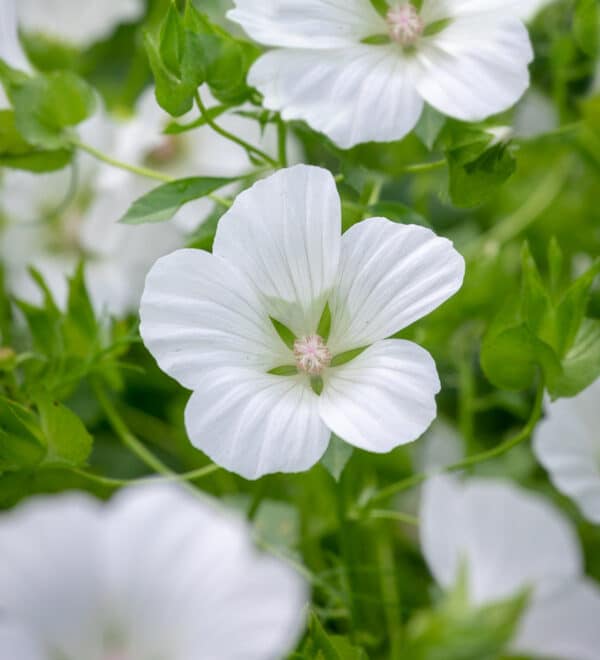 Malope trifida White